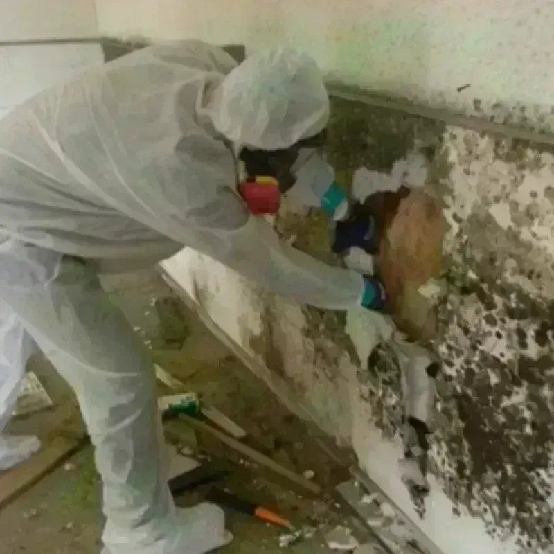 Mold Remediation and Removal in Tyndall Air Force Base, FL